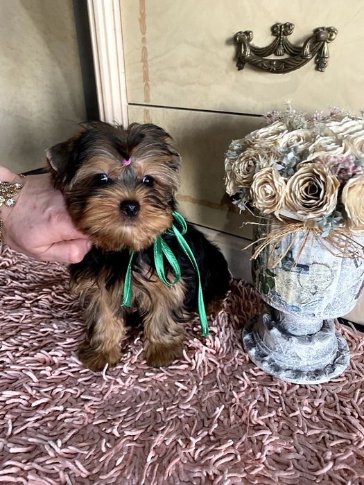 Йорки гарнесенькі