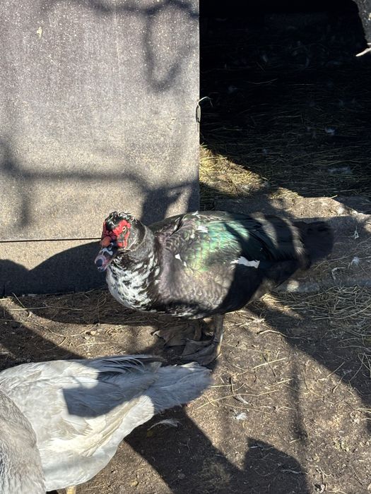 Качур і 2 уточки