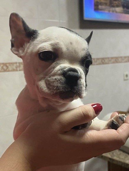 Bulldog francês macho