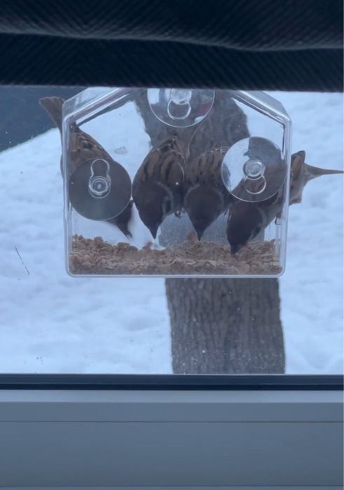 Годівничка на скло, годівниця на вікно