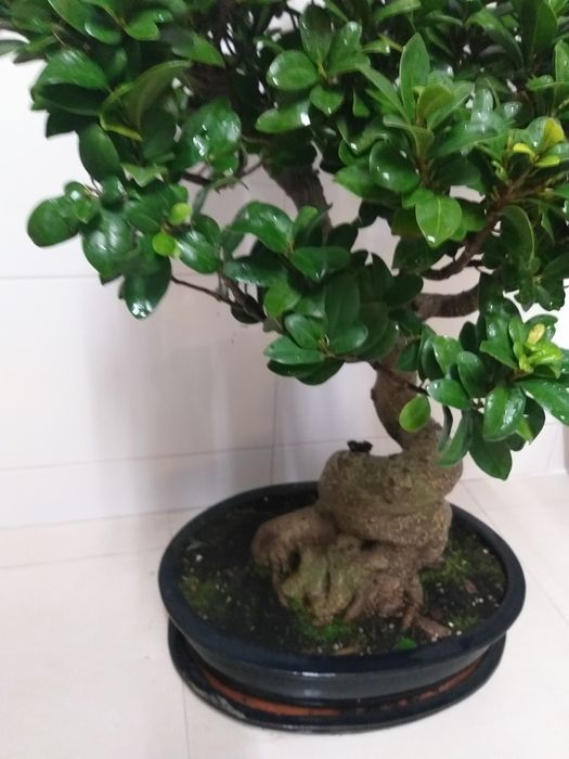 Bonsai 20 anos (90cm altura)