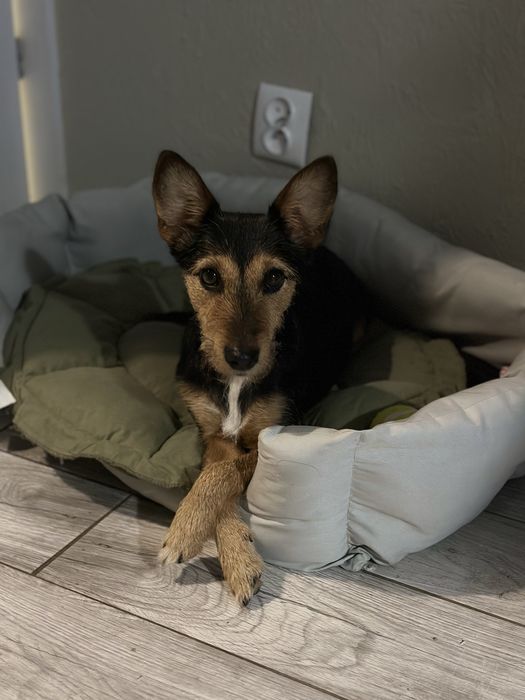 Oddam suczkę 3 lata, aktywna, nie dla dzieci