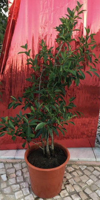 Plantas de exterior diversas
