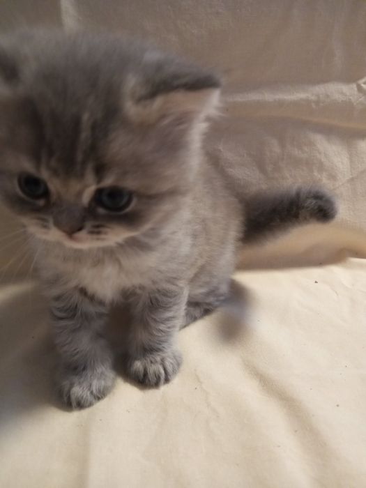 Продаётся шикарный котик