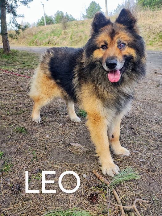 Leo zasługuje na miękkie legowisko, nie schroniskowy boks