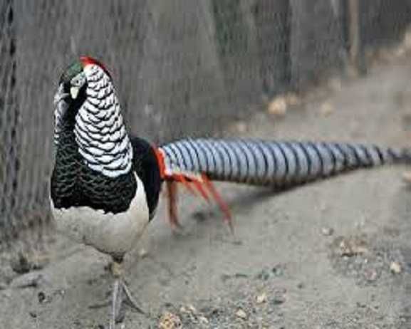 Продам декоративних фазанів