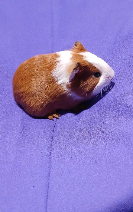 Морська свинка,  гладкошерста.