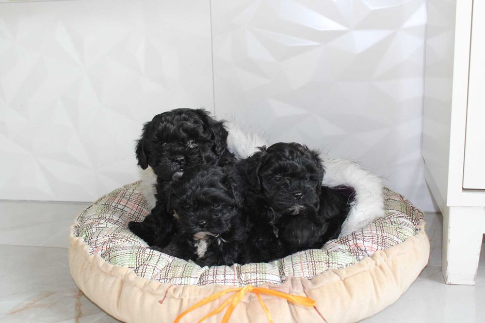 Shih-Poo , Piękna Suczka Już Do Odbioru