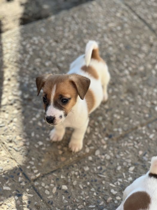 Джек рассел ( дівчатка і хлопчики ) біколорного окрасу