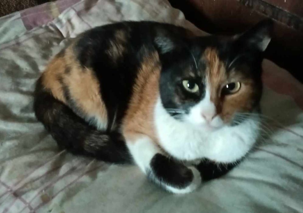 Кішка Муся стерилізована 3 роки в квартиру Відповідальна родина