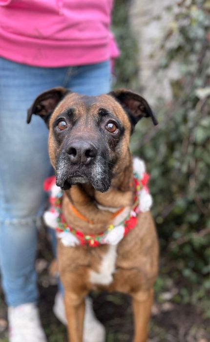 Puma w typie boksera prosi o dom! Idealna sunia.