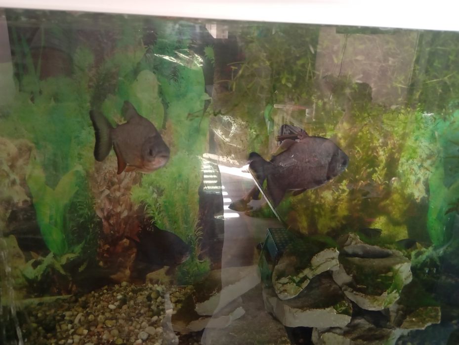 Sprzedam piranie pacu
