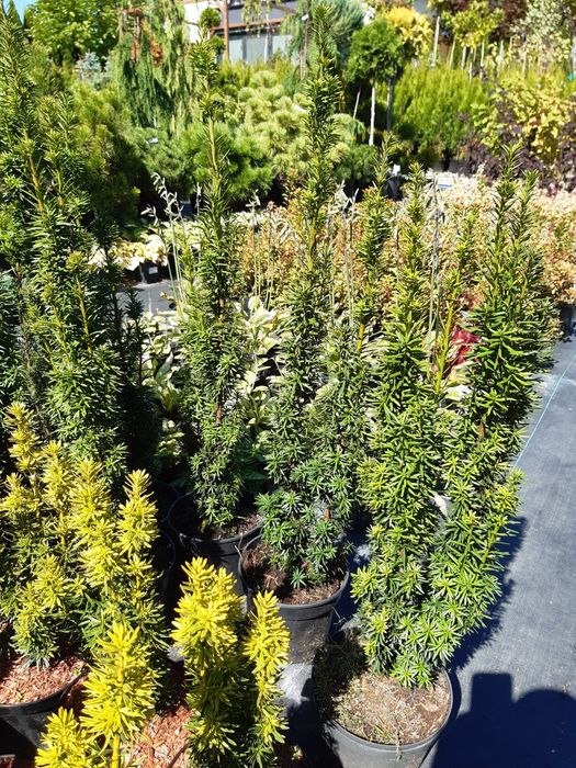 Cis Hicksi Hilli Aurea Fastigiata Robusta Summergold ŻYWOPŁOT Taxus