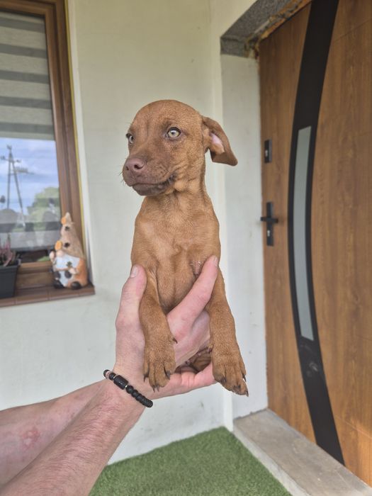 Patterdale terier