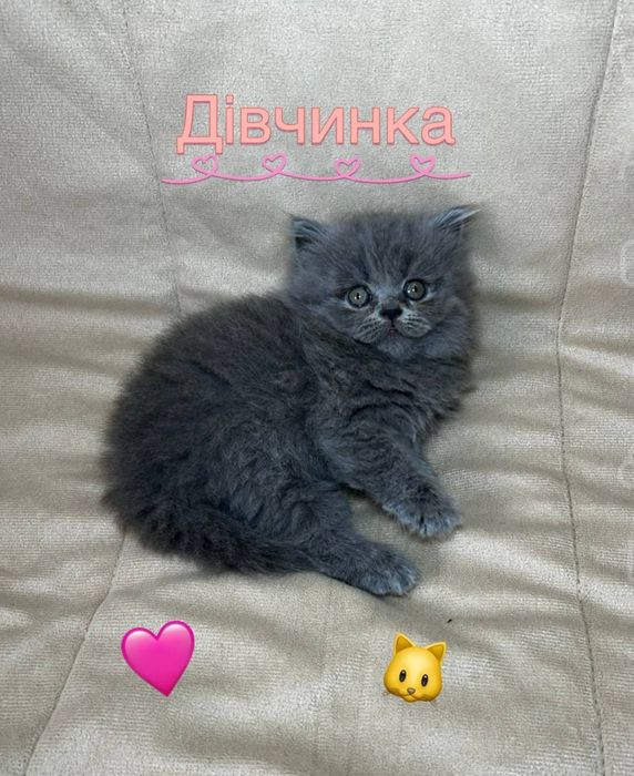 Шотландські висловухі кошенята