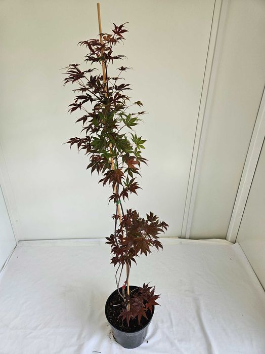 Klon palmowy – Atropurpureum bonsai  wys 130cm