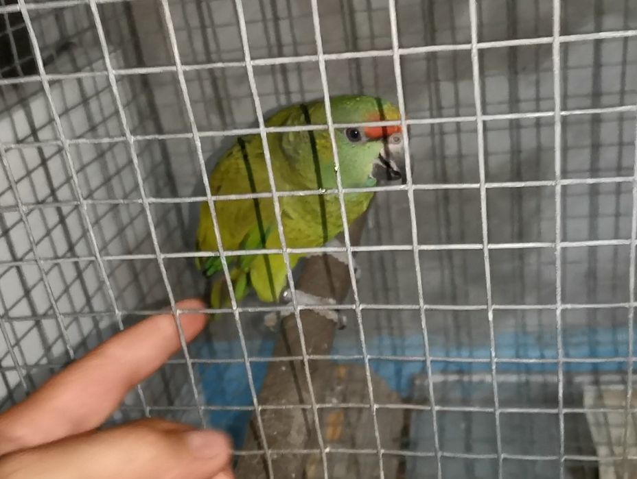 Amazona Bodini criado à mão
