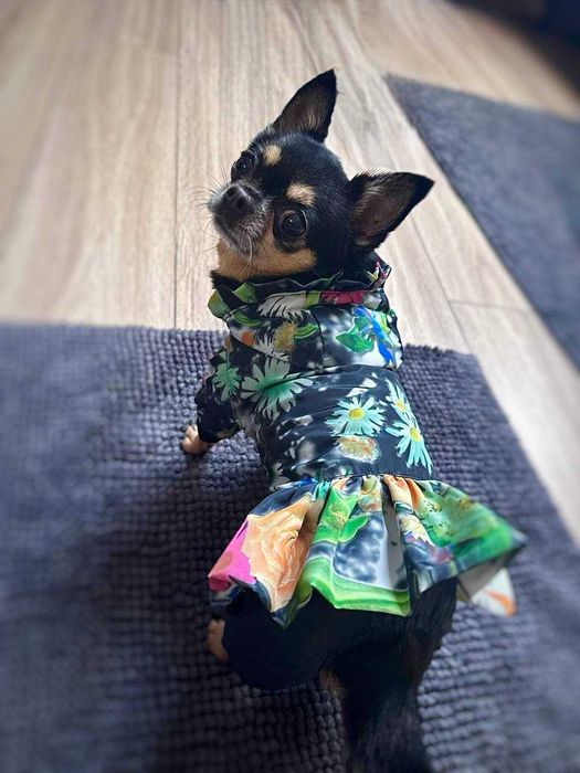 Kombinezon przeciwdeszczowy dla chihuahua, maltańczyka, yorka