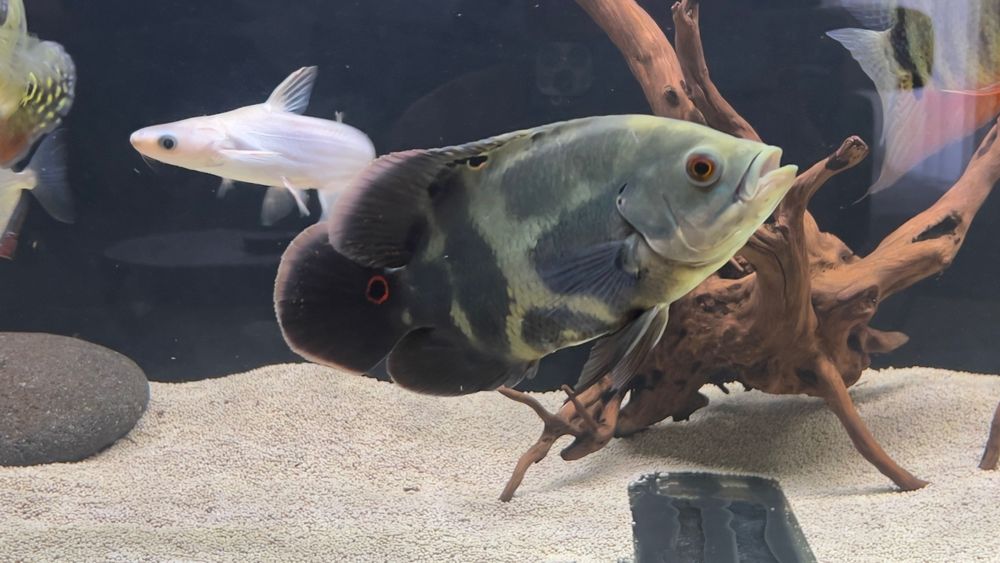 Peixe Óscar cerca de 20cm