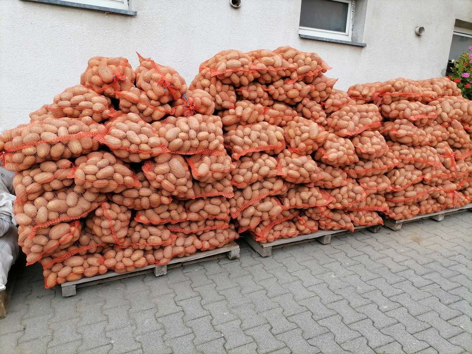 ziemniaki jadalne queen anna