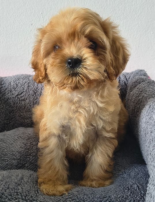 cocapoo,cocker spaniel amerykański,coca poo amerykański SUCZKA