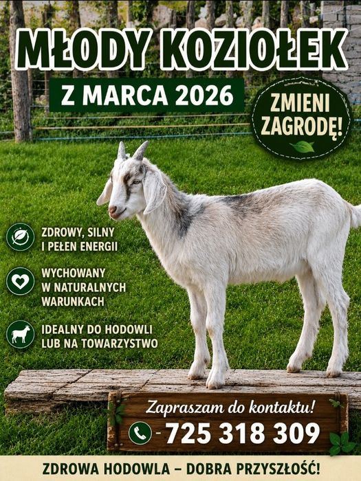 Młody koziołek z marca 2026