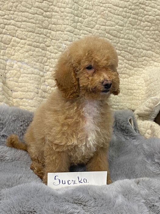 Sprzedam piękne cockapoo