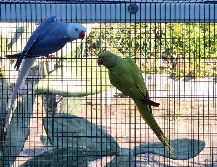 Ring Necks Casais adultos de 24 & 25