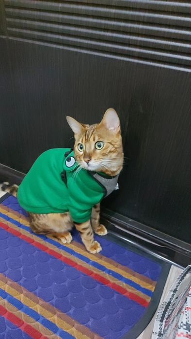 Кофтинка для тваринки