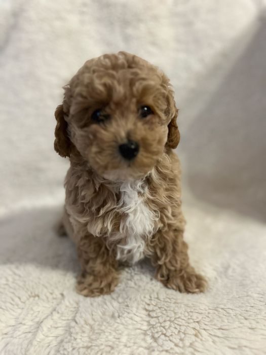 Maltipoo F1B - suczka