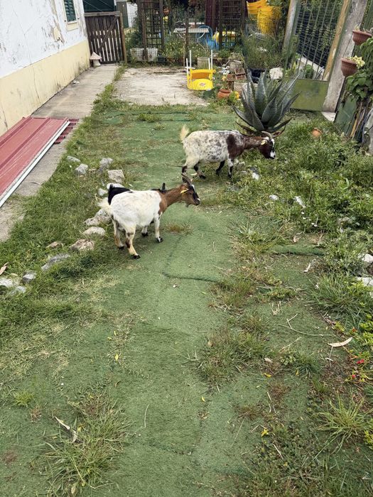 Cabras micro anas adultas
