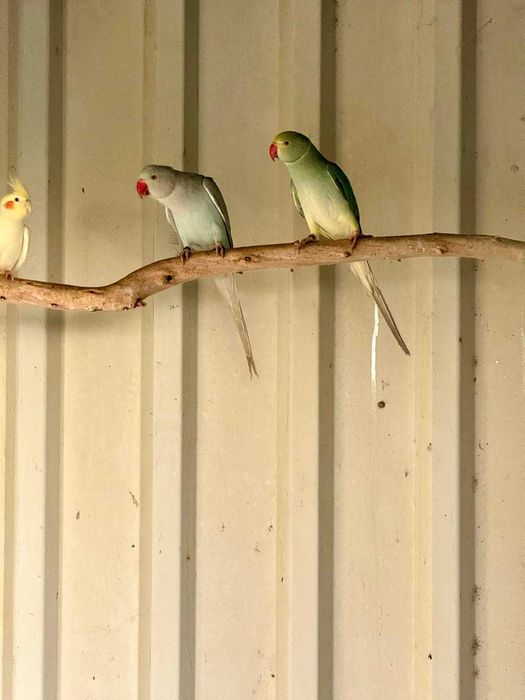 Disponível ringnecks