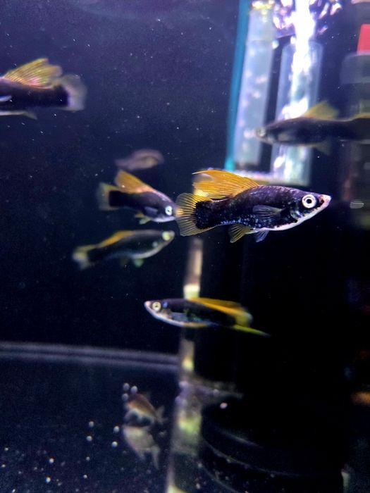 Mieczyk delta czarny