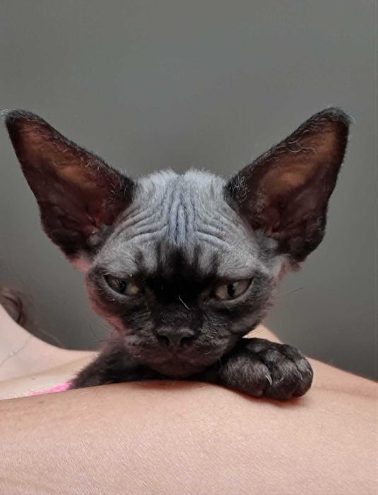 Kot Devon Rex Kociak Devon Devonek Rex Kociak
