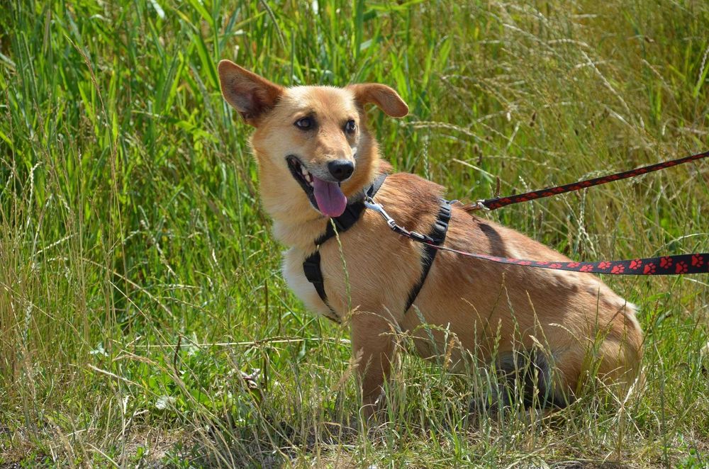 Dobby – około 2-letni psiak, który uczy się bliskości człowieka