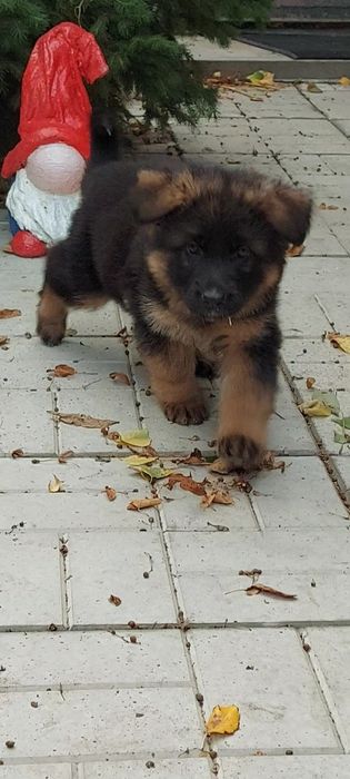 Щенки длинношерстной нем.овчарки.