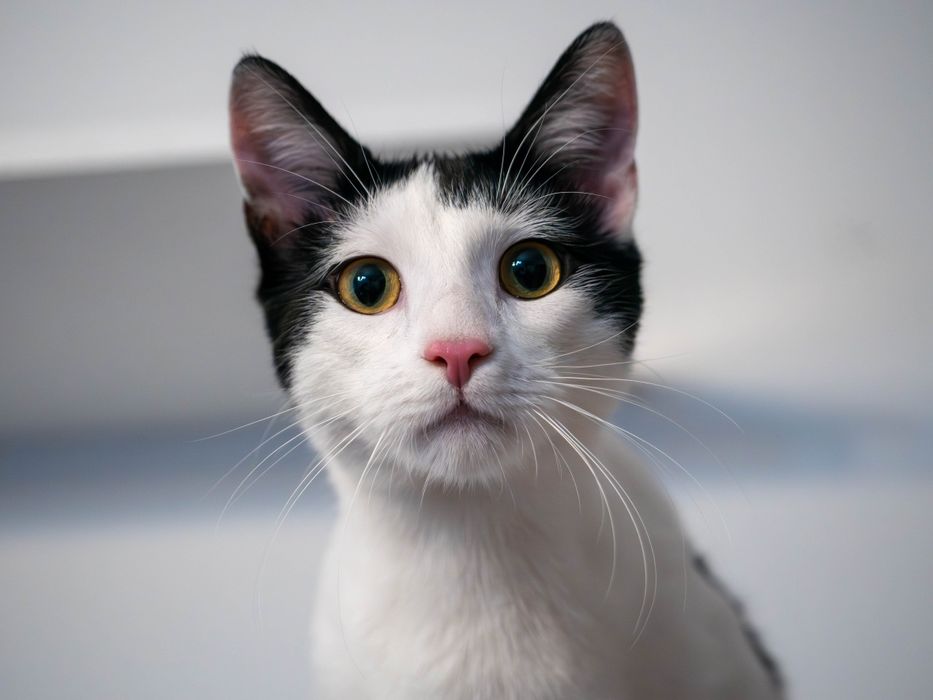 Urocze i wykastrowane kocurki szukają domu