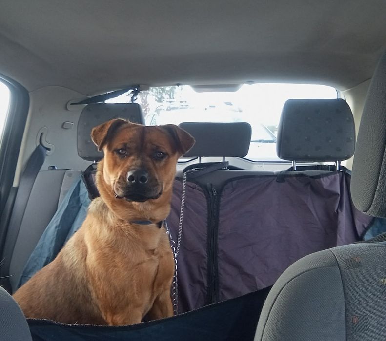 Miúda gira de porte médio para adoção