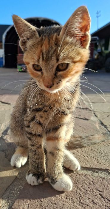Віддам кошеня у добрі руки безкоштовно