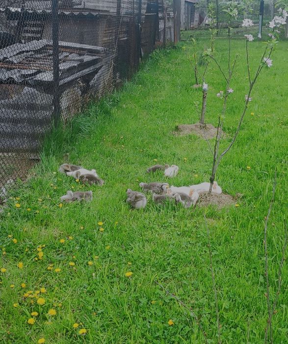 Продаю гусей та індокачок ( під замовлення)