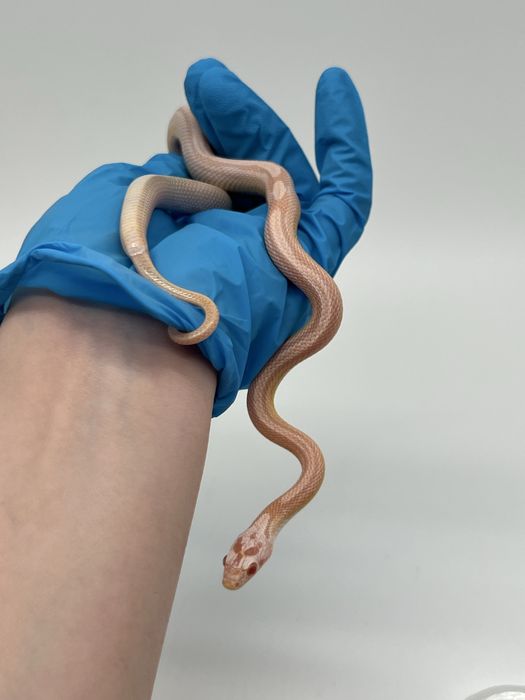 Wąż zbożowy węże zbożowe transport wyprawka