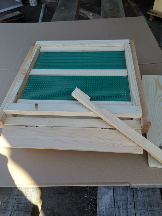 Dennica wielkopolska,