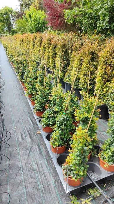 Eugenia Newport 50CM - 80/100CM - 100/150cm - 200/250CM - 300/400CM