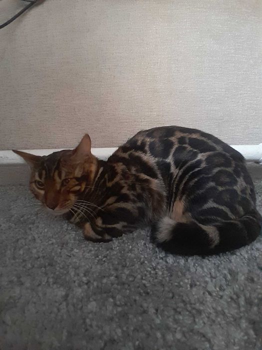 Бенгальський Котик дуже гарний