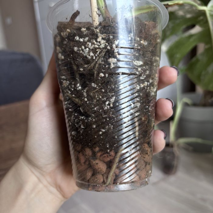 Монстера Albo Variegata