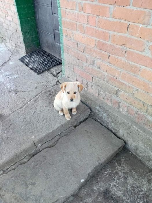 Віддам собачки в добрі руки