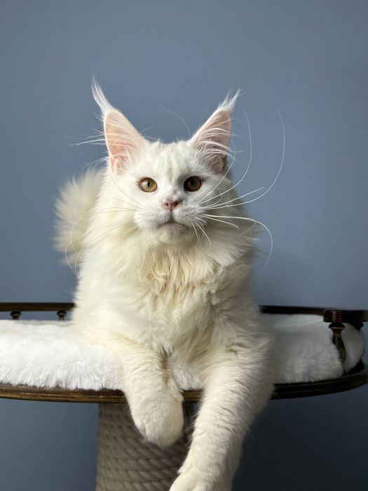 Девочка мейн кун белый окрас крупная элитная линия меховая