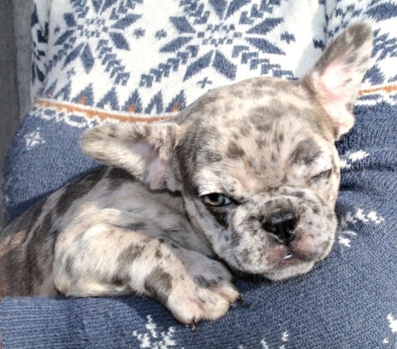 Розкішні французики