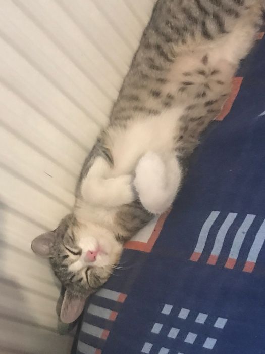 Zaginela kotka Kicia !