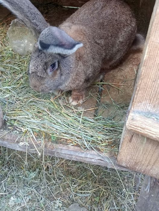 Кролі  і мододняк